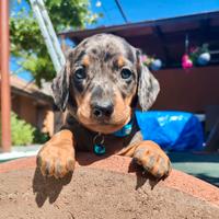 Cuccioli di Bassotto Kaninchen