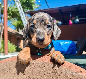 Cuccioli di Bassotto Kaninchen