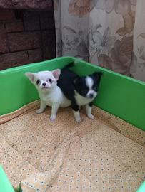 Chihuahua toy