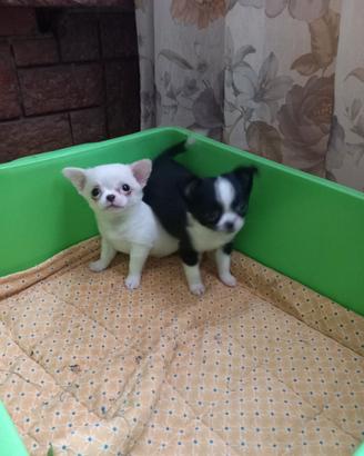 Chihuahua toy