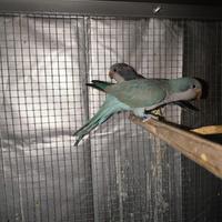 Coppia parrocchetto Monaco