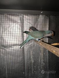 Coppia parrocchetto Monaco