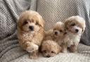 cuccioli-di-maltipoo-solo-femmine