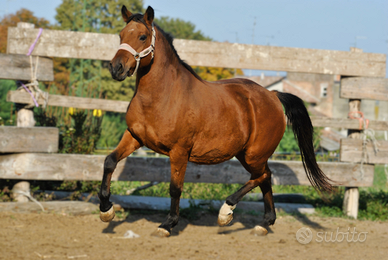 Cavalla Tolfetana per tutti