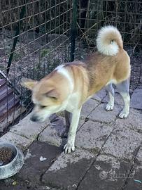 Razza akita americano