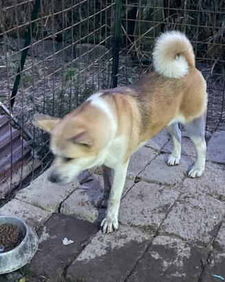 Razza akita americano