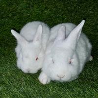 Conigli Nuova Zelanda Bianchi in purezza