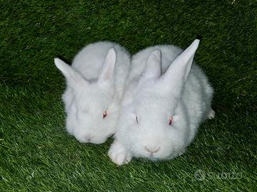 Conigli Nuova Zelanda Bianchi in purezza