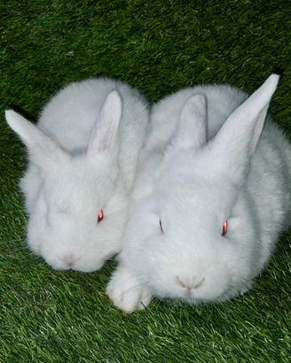 Conigli Nuova Zelanda Bianca in purezza