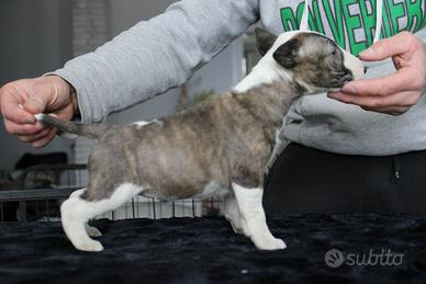 Bull terrier miniature