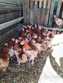 Galline ovaiole rosse