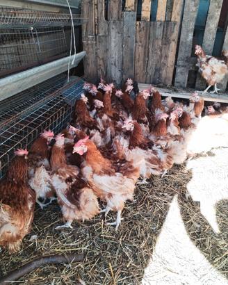 Galline ovaiole rosse