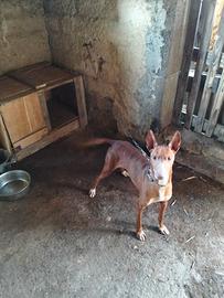 Cane cirneco dell'Etna