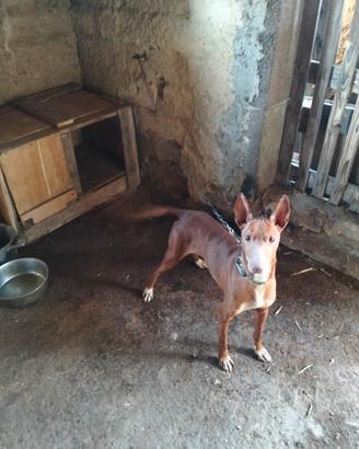 Cane cirneco dell'Etna