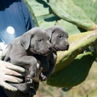Cuccioli Cane Corso