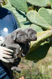 Cuccioli Cane Corso