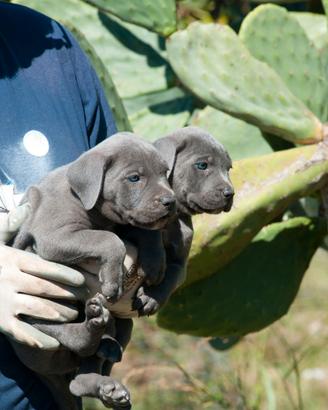 Cuccioli Cane Corso