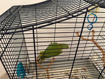 Pappagallo parrocchetto del collare