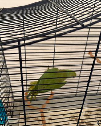 Pappagallo parrocchetto del collare