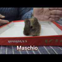 Cavie peruviane / porcellino d'india