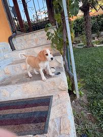 Cuccioli di beagle