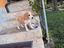 Immagine 1