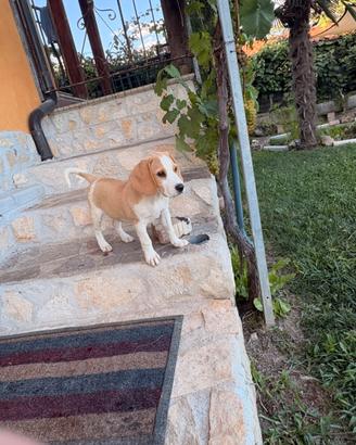 Cuccioli di beagle
