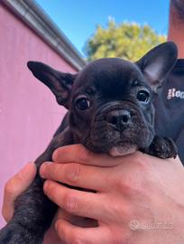 Bulldog Francese