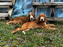 cuccioli-di-cocker-spaniel