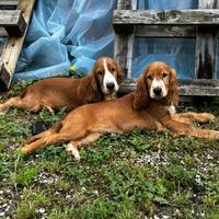 Cuccioli di Cocker Spaniel