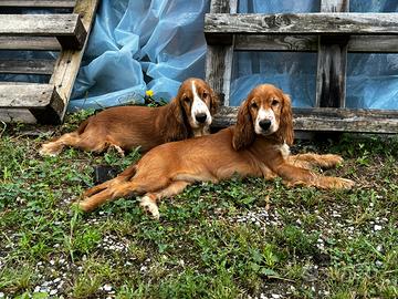 Cuccioli di Cocker Spaniel