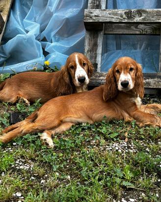 Cuccioli di Cocker Spaniel