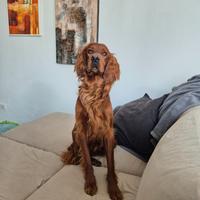 Fidanzata per dolce e simpatico setter irlandese