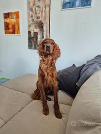 Fidanzata per dolce e simpatico setter irlandese