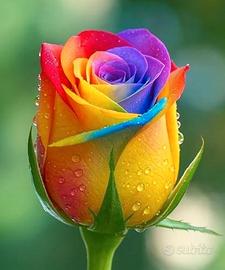 Commessa, segretaria