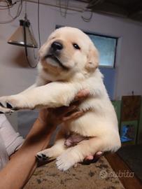 Cuccioli maschi labrador
