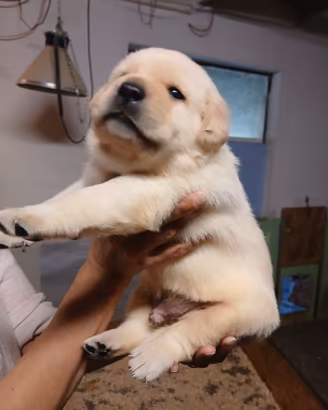 Cuccioli maschi labrador