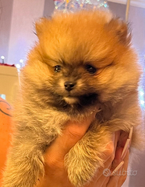 Cuccioli pomerania toy maschi femmine