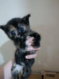 Gattini di 2/3 mesi