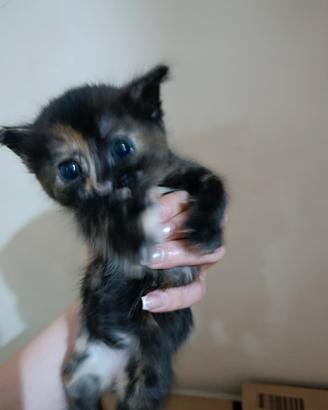Gattini di 2/3 mesi