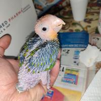 Pullo di caicco testa arancio