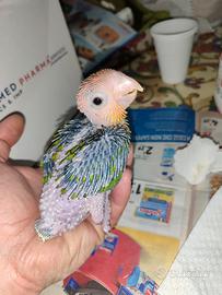 Pullo di caicco testa arancio