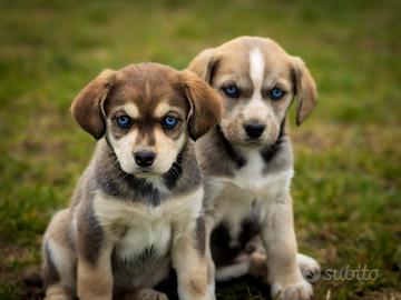 Cuccioli Husky/Labrador