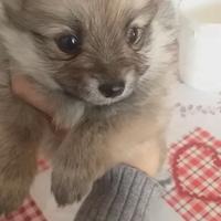 Cuccioli di spitz Pomerania toy varie colorazioni