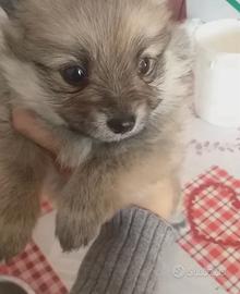 Cuccioli di spitz Pomerania toy varie colorazioni