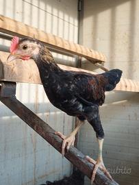 Pulcinotti gallina razza nana
