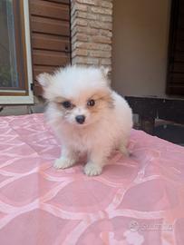 Volpino della Pomerania