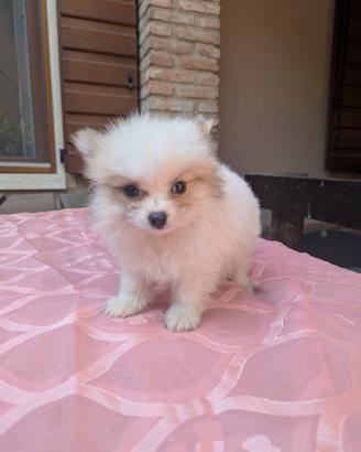 Volpino della Pomerania