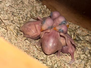 Pulli di Parrochetti dal collare