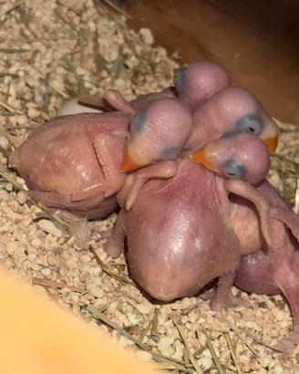 Pulli di Parrochetti dal collare